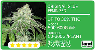 Discover Affordable Options for Your Grow with Cheap Cannabis Seeds